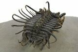 Spiny Koneprusia Trilobite - Foum Zguid, Morocco #353077-5